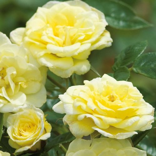 Rosa Summertime - gelb - kletterrosen